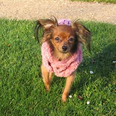 Russisk toy terrier Zosja