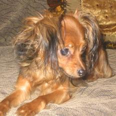 Russisk toy terrier Zosja