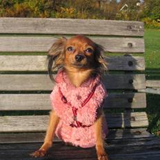 Russisk toy terrier Zosja