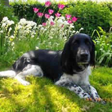 Blanding af racer Trine