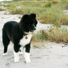 Karelsk bjørnehund Satchmo