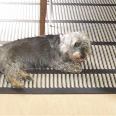 Gravhund Petruska*DØD*