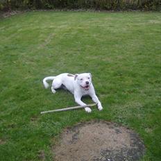 Amerikansk bulldog Plet