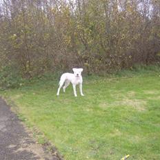 Amerikansk bulldog Plet