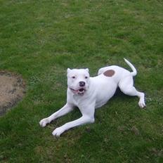 Amerikansk bulldog Plet