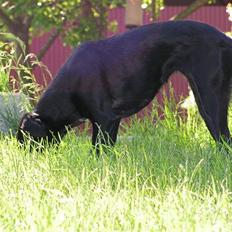 Blanding af racer Kenzo