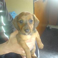 Blanding af racer Eddi 