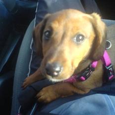 Blanding af racer Eddi 