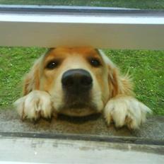 Golden retriever Luna