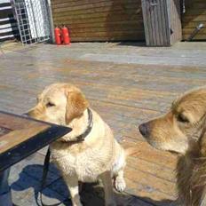 Golden retriever Luna