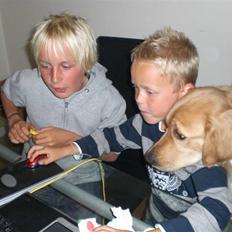 Golden retriever Luna