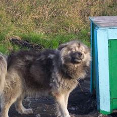 Grønlandshund Mickey