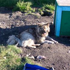 Grønlandshund Mickey