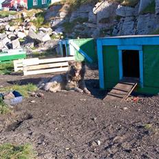 Grønlandshund Mickey