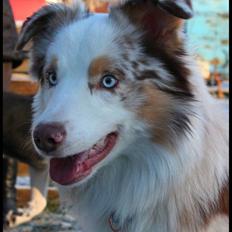 Australian shepherd Felix