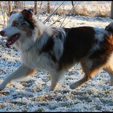 Australian shepherd Felix