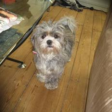 Lhasa apso Wilma