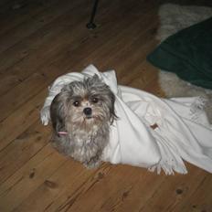 Lhasa apso Wilma