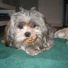 Lhasa apso Wilma