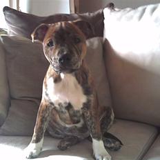 Staffordshire bull terrier !JEANTY´S STAFF GEO!