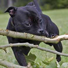 Staffordshire bull terrier Princess R.I.P. 30/4-11