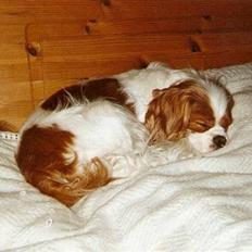 Cavalier king charles spaniel Smilla