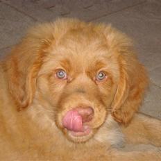 Nova scotia duck tolling retriever Mowgli