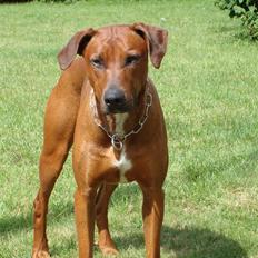 Blanding af racer Kenzo (Dobermann/Amstaff) [Himmelhund]
