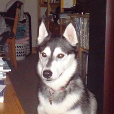 Siberian husky Chemukh
