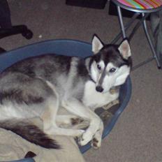 Siberian husky Chemukh