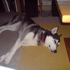 Siberian husky Chemukh