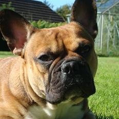 Fransk bulldog Hector
