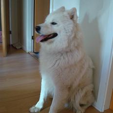Samojedhund sigurd
