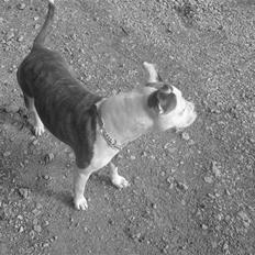 Amerikansk staffordshire terrier Laika