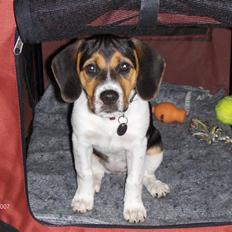 Blanding af racer Luna