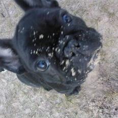 Fransk bulldog Alfred