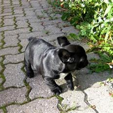 Fransk bulldog Alfred