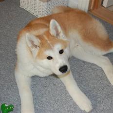 Akita inu Silver