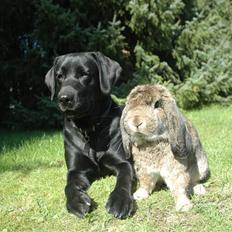 Labrador retriever Freja