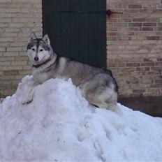 Siberian husky R.I.P Kimik´s Dinna