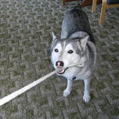 Siberian husky R.I.P Kimik´s Dinna