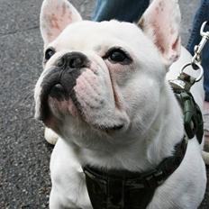 Fransk bulldog Muggi