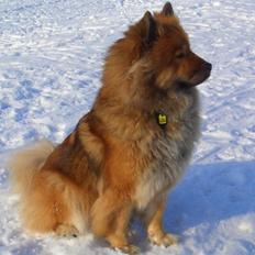 Eurasier Bella