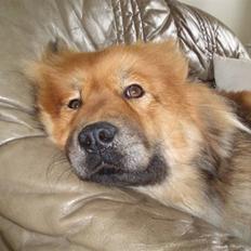 Eurasier Bella