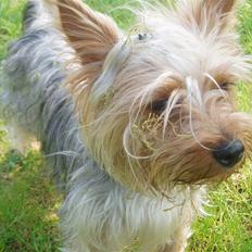 Yorkshire terrier Chili pot potten