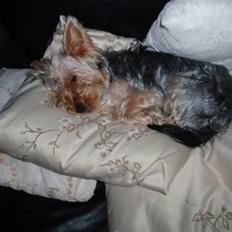 Yorkshire terrier Chili pot potten