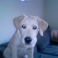 Labrador retriever Nellie