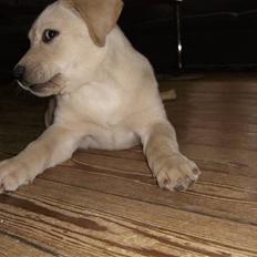 Labrador retriever Nellie