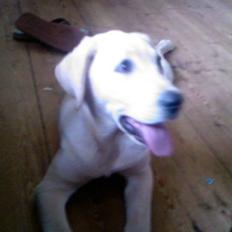 Labrador retriever Nellie