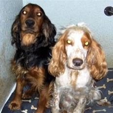 Cocker spaniel Lady og Vagabonden